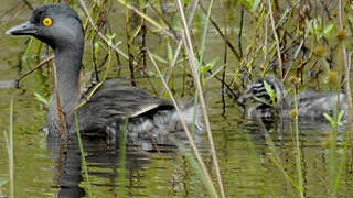 Least Grebe