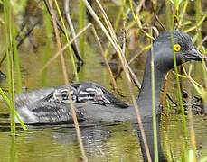 Least Grebe