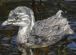 Least Grebe