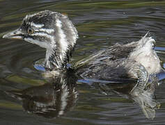 Least Grebe