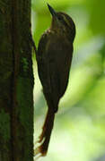 Wedge-billed Woodcreeper