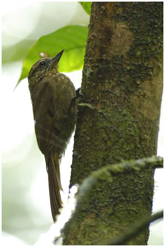 Wedge-billed Woodcreeperadult