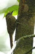 Wedge-billed Woodcreeper