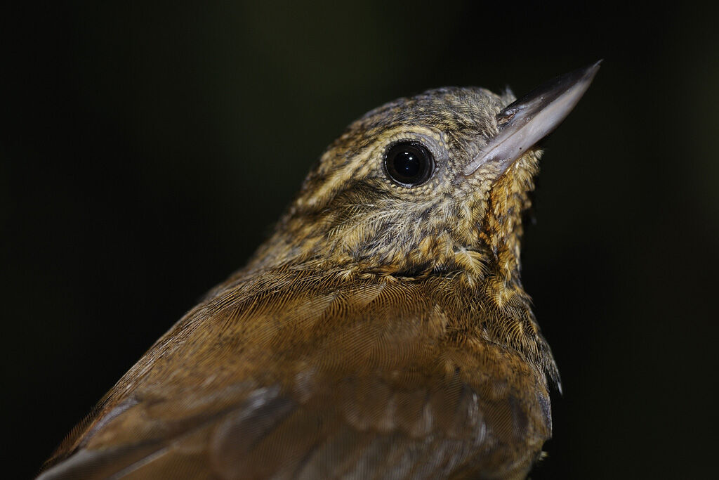 Wedge-billed Woodcreeper