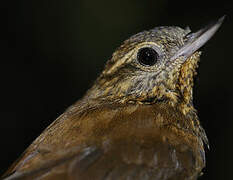 Wedge-billed Woodcreeper