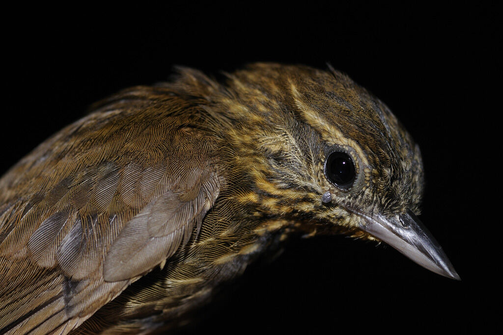 Wedge-billed Woodcreeperadult