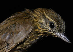 Wedge-billed Woodcreeper