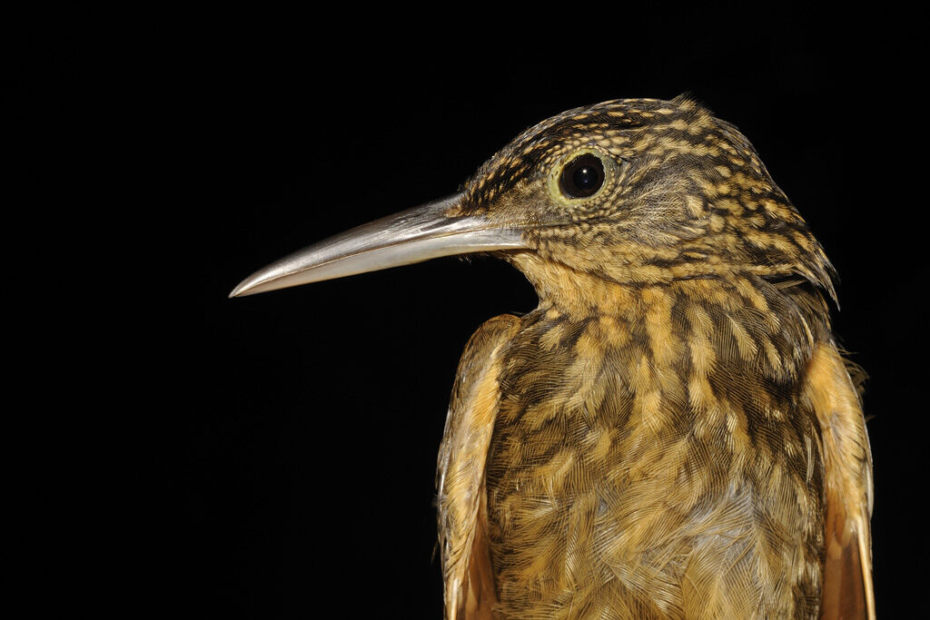 Chestnut-rumped Woodcreeper