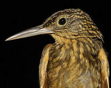 Chestnut-rumped Woodcreeper