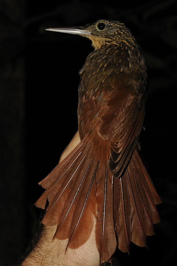 Chestnut-rumped Woodcreeperadult