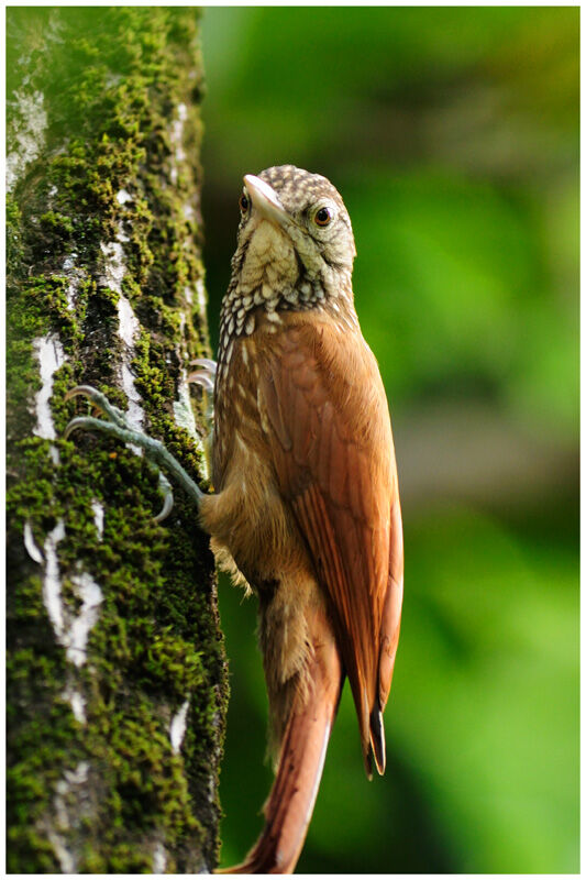 Straight-billed Woodcreeperadult