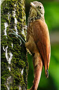 Straight-billed Woodcreeper