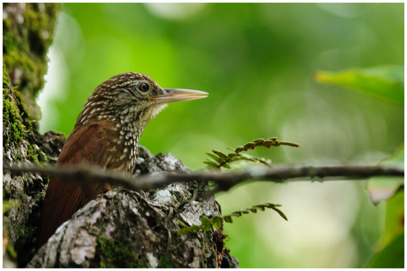 Straight-billed Woodcreeperadult