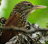 Straight-billed Woodcreeper