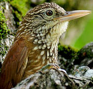 Straight-billed Woodcreeper