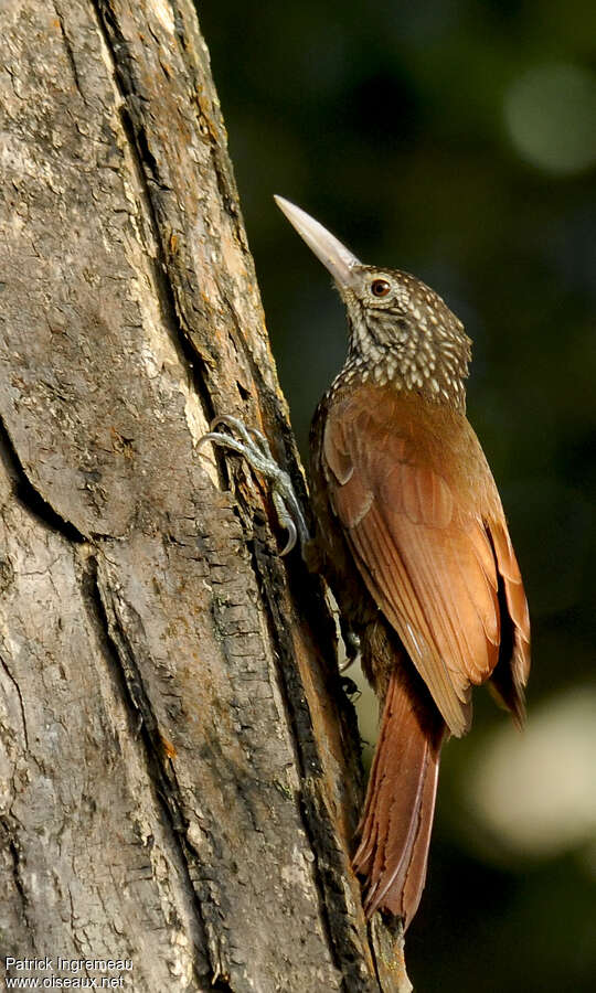 Straight-billed Woodcreeperadult, identification, Behaviour