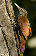 Straight-billed Woodcreeper