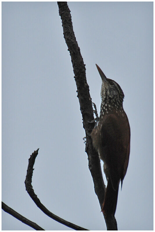 Straight-billed Woodcreeperadult