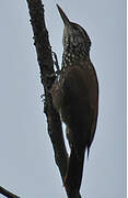 Straight-billed Woodcreeper