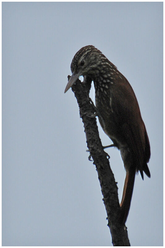 Straight-billed Woodcreeperadult