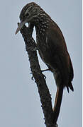 Straight-billed Woodcreeper