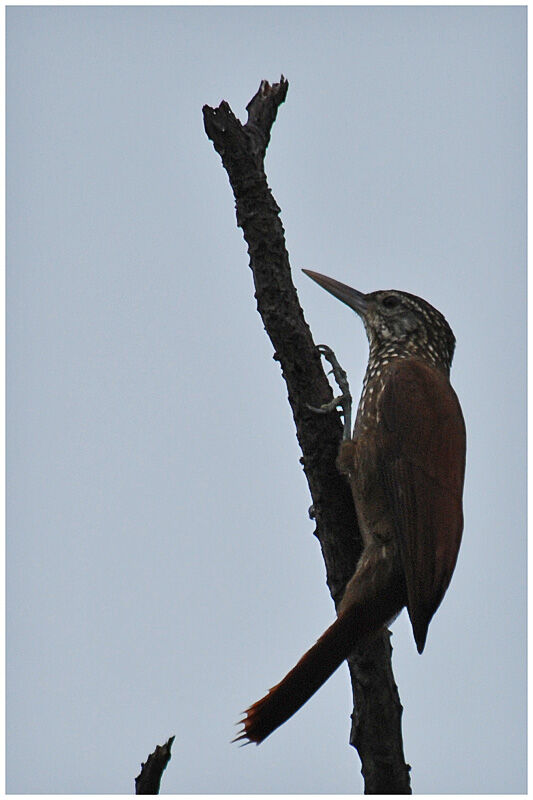 Straight-billed Woodcreeperadult