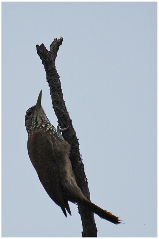 Straight-billed Woodcreeperadult