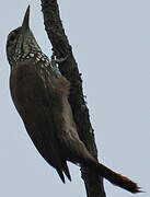 Straight-billed Woodcreeper