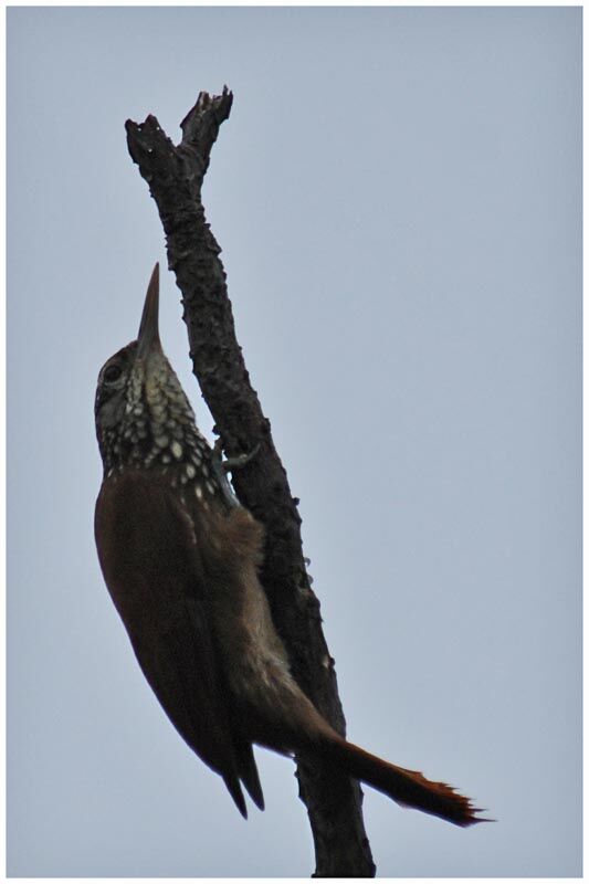 Straight-billed Woodcreeperadult