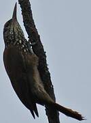 Straight-billed Woodcreeper