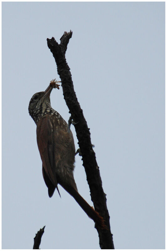 Straight-billed Woodcreeperadult