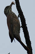 Straight-billed Woodcreeper