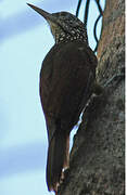 Straight-billed Woodcreeper