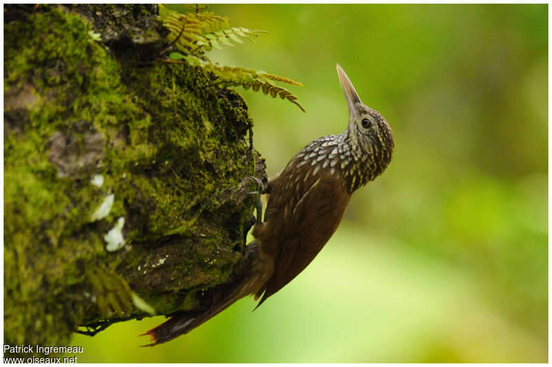 Straight-billed Woodcreeperadult, identification