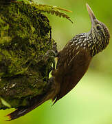 Straight-billed Woodcreeper