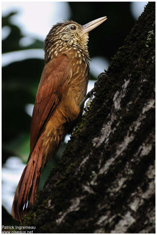 Straight-billed Woodcreeperadult, identification