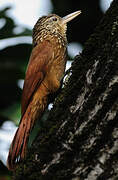 Straight-billed Woodcreeper