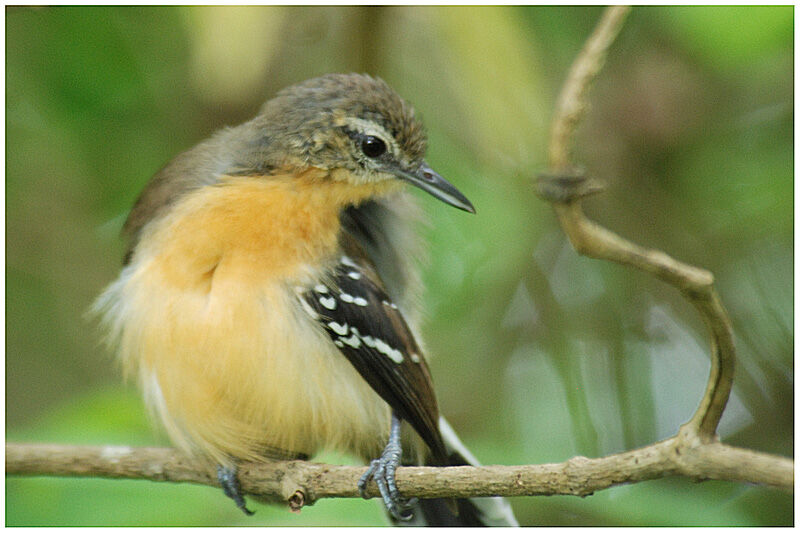 Southern White-fringed Antwren female adult