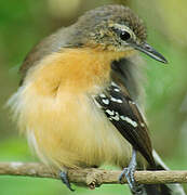 Southern White-fringed Antwren