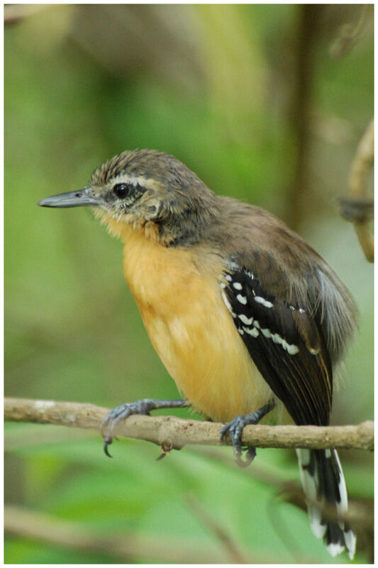 Southern White-fringed Antwren female adult