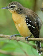 Southern White-fringed Antwren