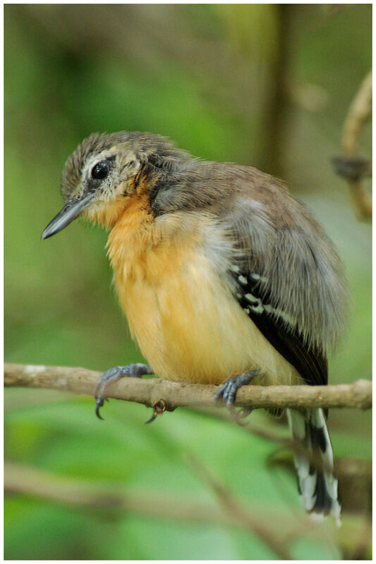 Southern White-fringed Antwren female adult