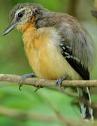 Southern White-fringed Antwren