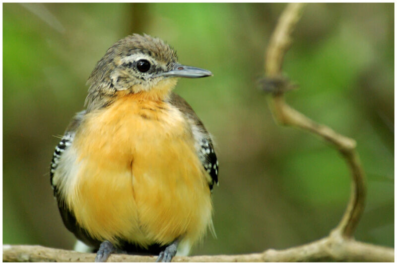 Southern White-fringed Antwren female adult