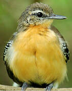 Southern White-fringed Antwren