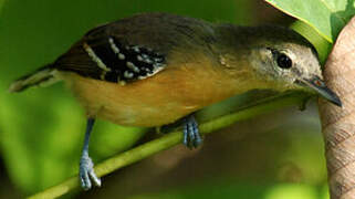 Southern White-fringed Antwren