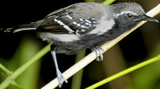 Southern White-fringed Antwren