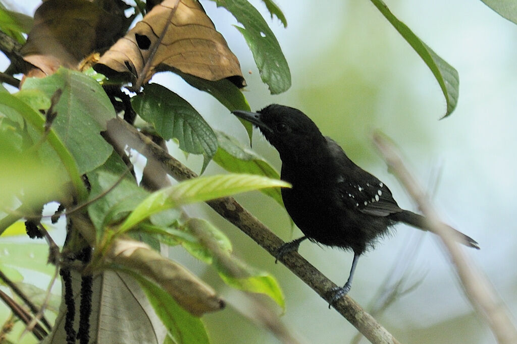 Dot-winged Antwren male adult