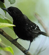 Dot-winged Antwren