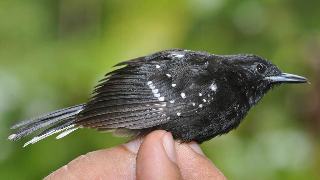 Dot-winged Antwren